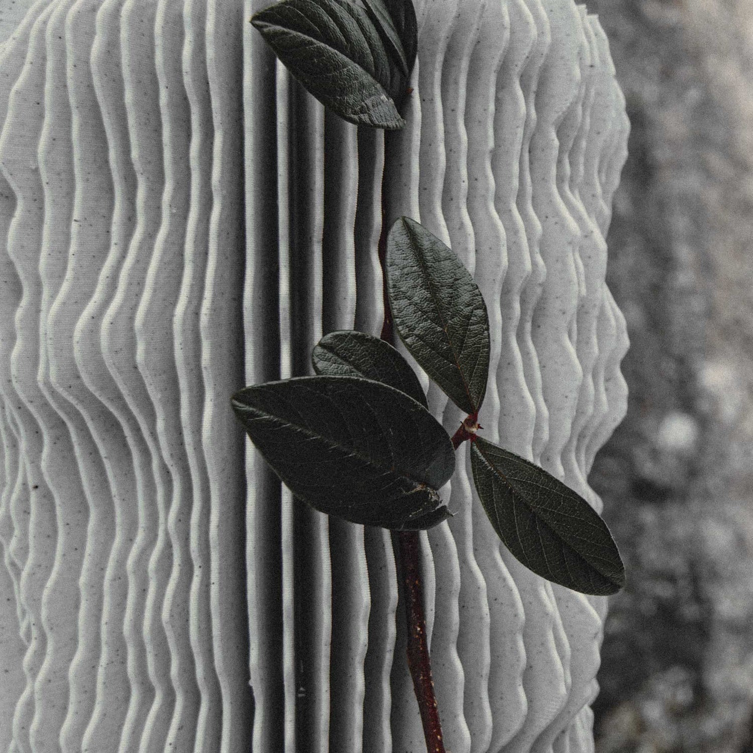 a detailed picture of a leaf inside the fold of the profilum vase